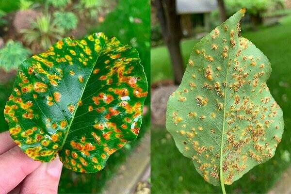معرفی قارچ به عنوان دلیل استفاده از سم قارچ کش