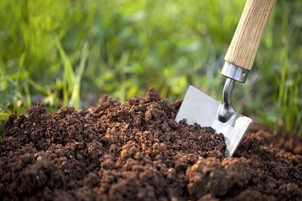 عواقب بالا بودن نیتروژن خاک در شالیزارها