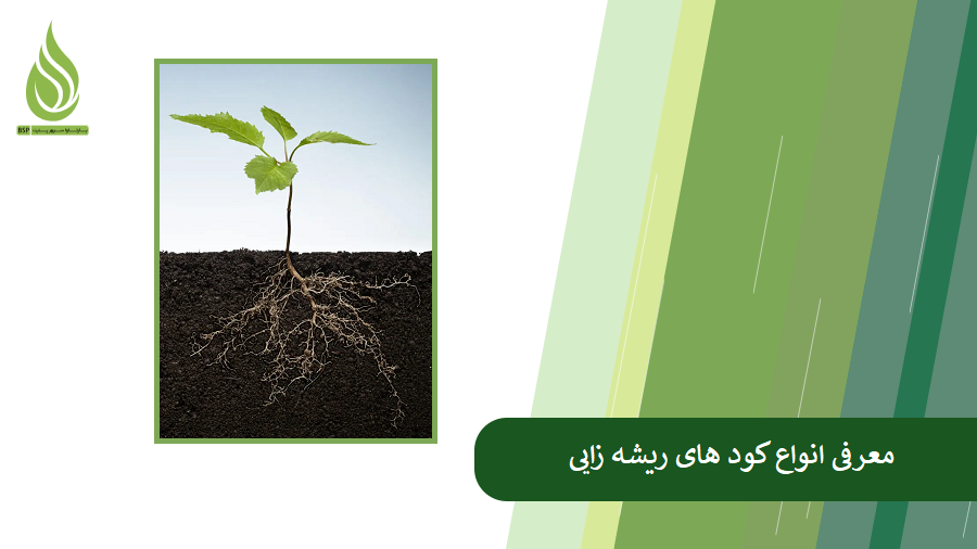 معرفی بهترین کود ریشه زایی