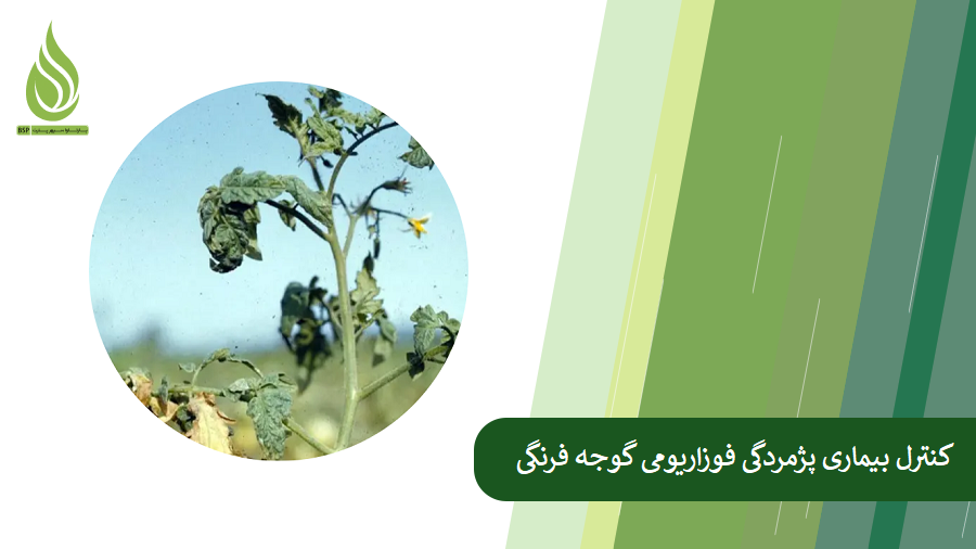 بررسی راهکار کنترل پژمردگی فوزاریومی گوجه فرنگی