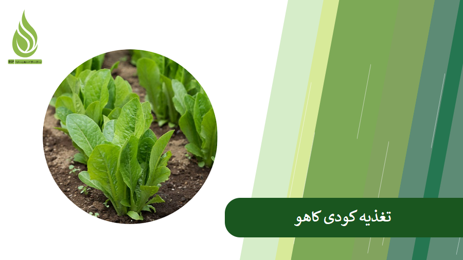 همه چیز درباره تغذیه کودی و بهبود رشد کاهو