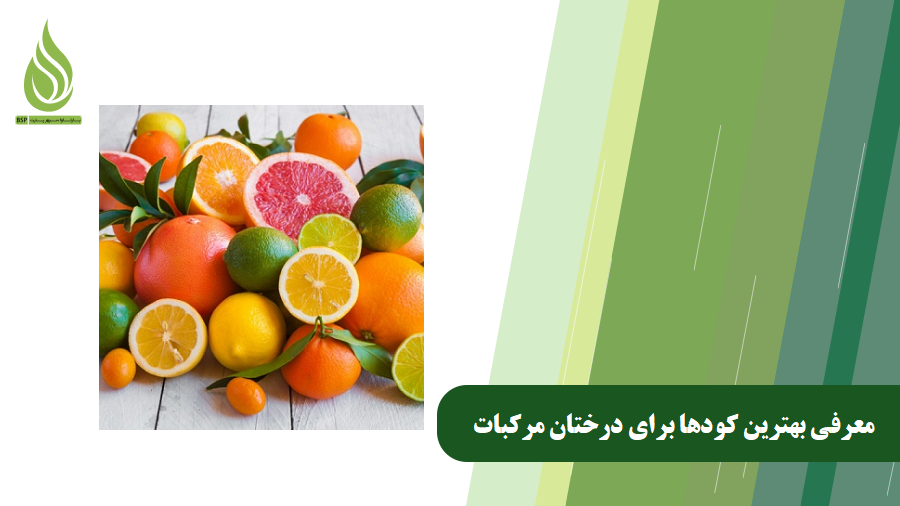 معرفی بهترین کود درخت مرکبات
