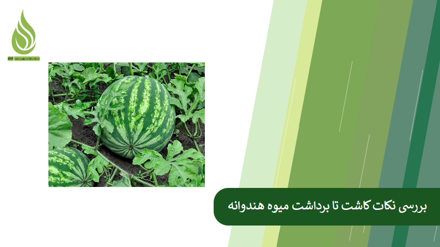 بررسی نکات کاشت هندوانه