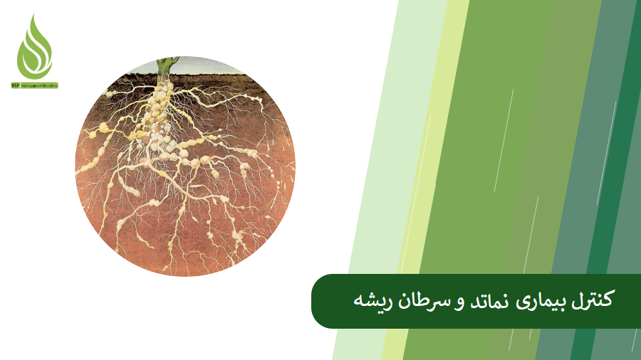 بررسی روش های کنترل بیماری نماتد گیاهی