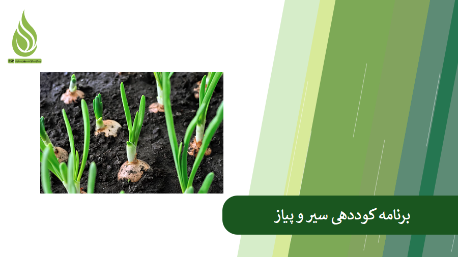 برنامه کوددهی برای رشد پیاز و سیر