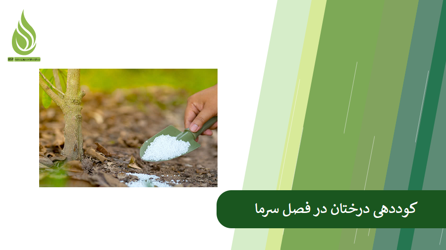 همه چیز درباره کوددهی درختان در سرما