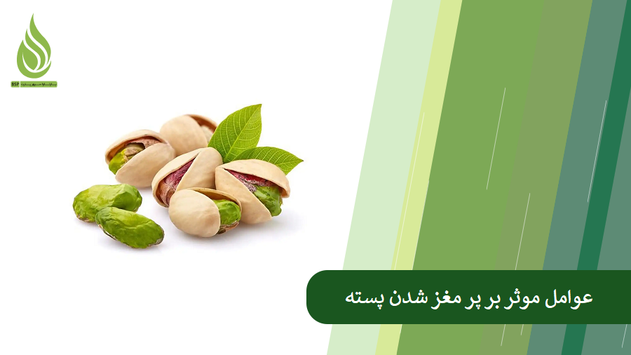 عوامل موثر بر پر مغز شدن پسته