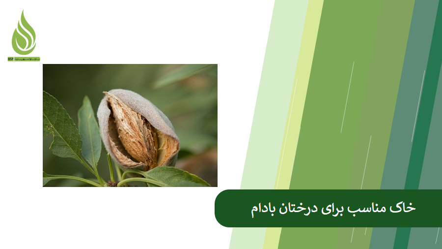 همه چیز درباره خاک مناسب درخت بادام