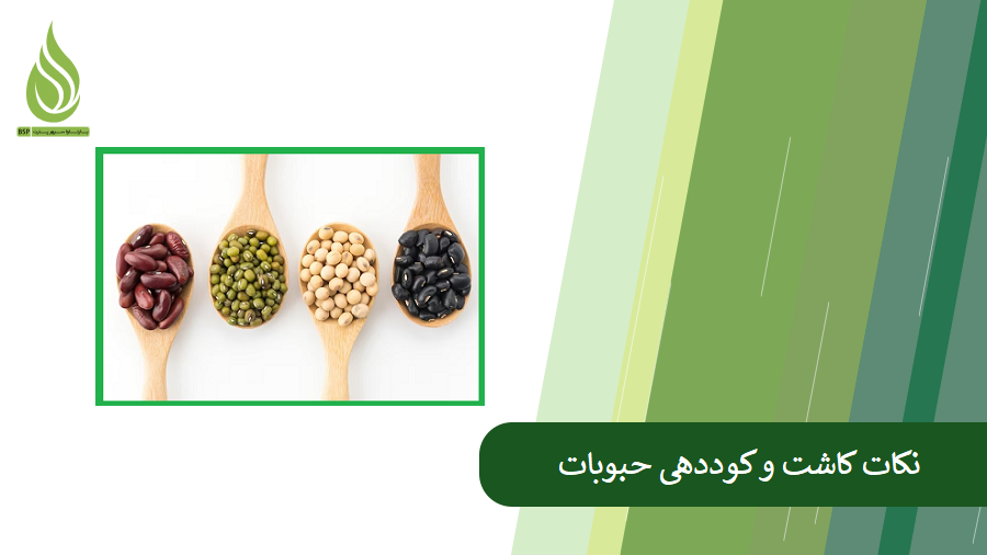 همه چیز درباره کوددهی حبوبات