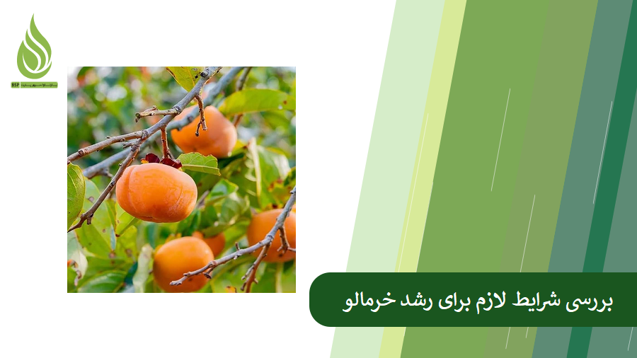 همه چیز درباره کود درخت خرمالو