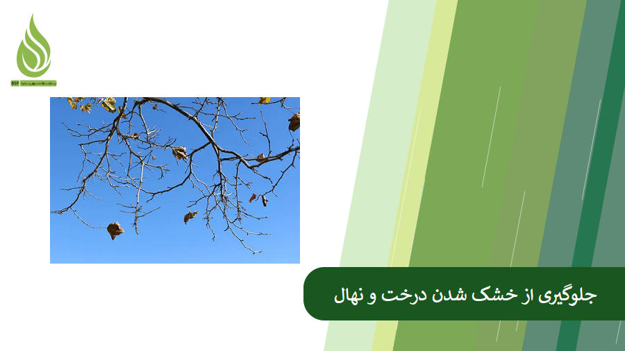 بررسی عوامل موثر در خشک شدن درخت و نهال