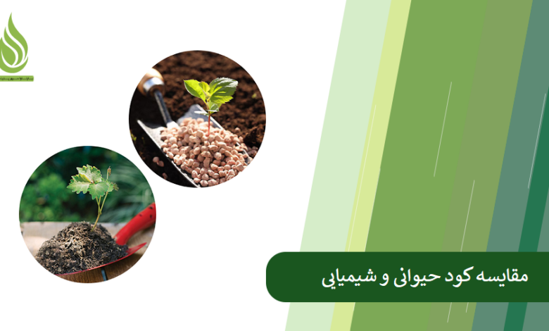 تصویر مقایسه کود حیوانی و شیمیایی: کدام یک بهتر است؟