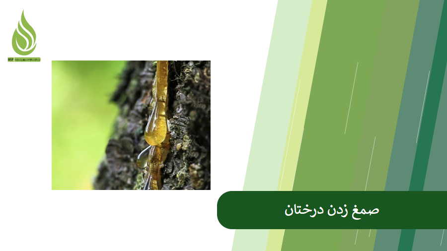 بررسی دلایل صمغ زدن درختان و روش مدیریت این موضوع