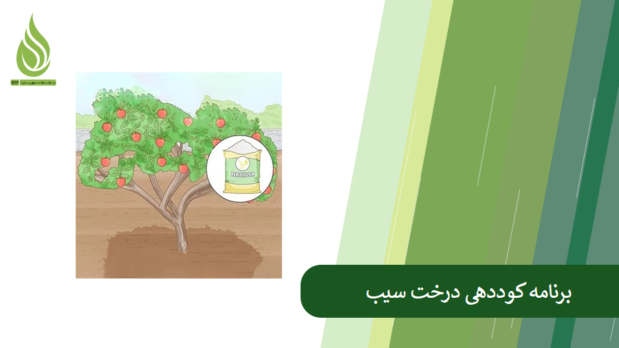 برنامه کوددهی درخت سیب