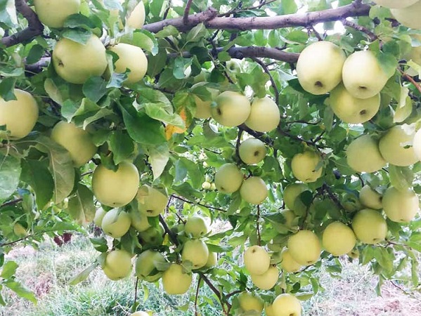 اهمیت کوددهی به سیب
