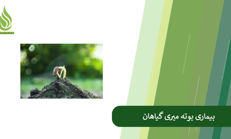 تصویر علائم و نشانه های بوته میری گیاهان+ روش های پیشگیری از این بیماری