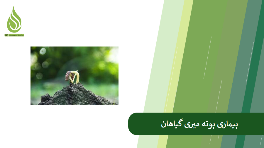 معرفی بیماری بوته میری گیاهان و روش کنترل آن