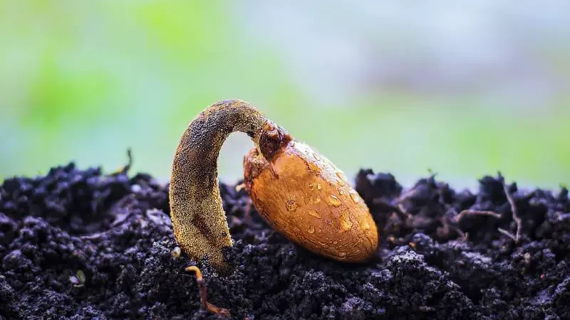 بوته میری گیاهان قبل از جوانه زدن