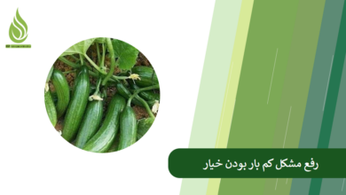 تصویر علت کم بار بودن خیار چیست؟ + راهکار حل این مشکل