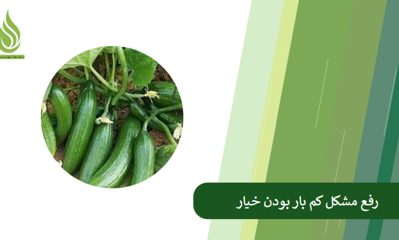 تصویر علت کم بار بودن خیار چیست؟ + راهکار حل این مشکل