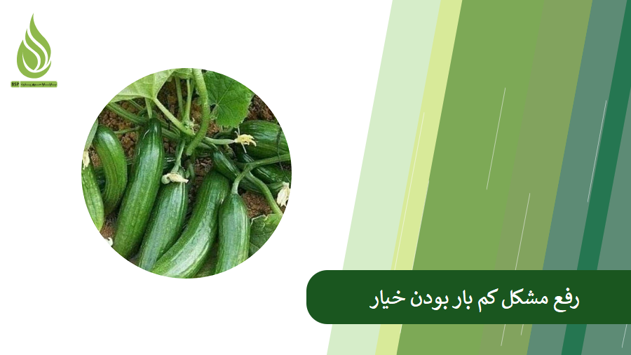 کم بار بودن خیار