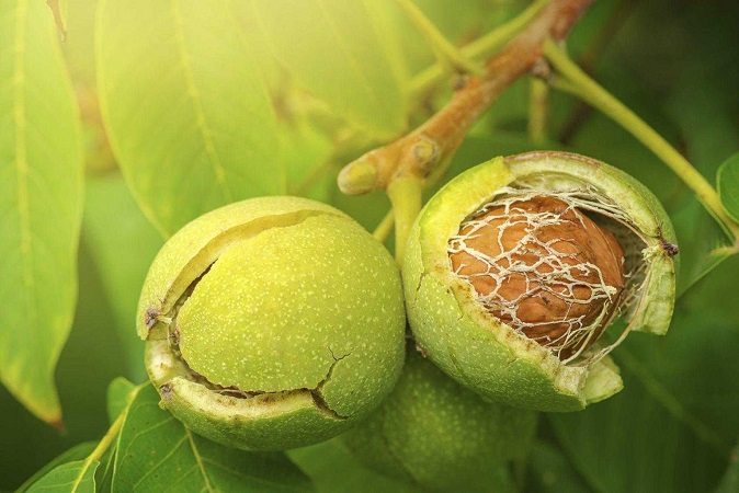 پوکی مغز گردو به دلیل آفات