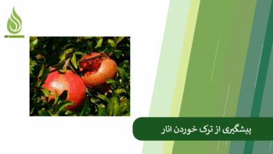 تصویر علت ترکیدگی و ترک خوردن انار + راهکار پیشگیری از این مشکل