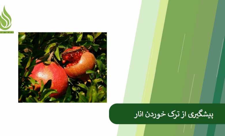 تصویر علت ترکیدگی و ترک خوردن انار + راهکار پیشگیری از این مشکل