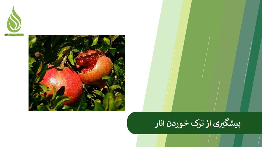 راهکارهای جلوگیری از ترک خوردن انار