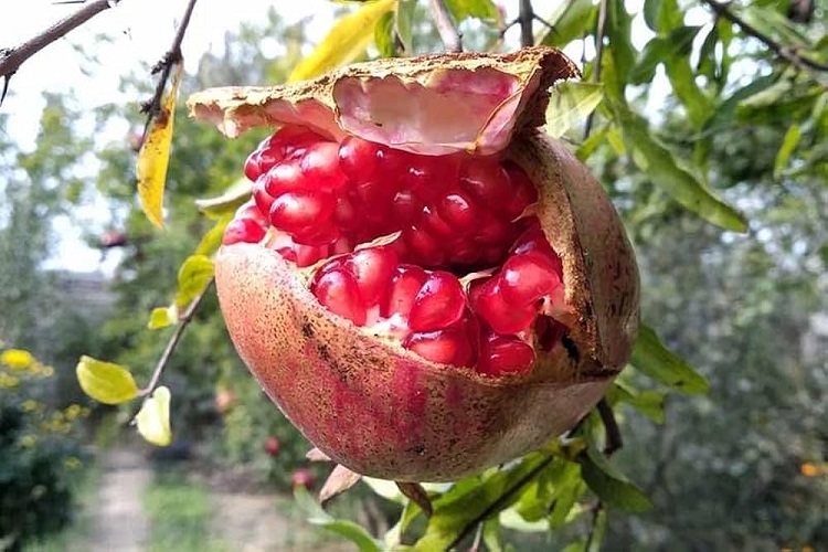 دلایل ترک خوردن انار- کمبود مواد مغذی