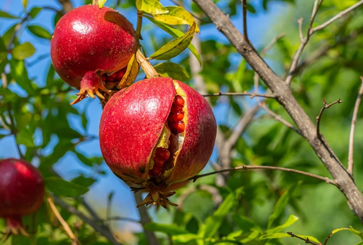 پیشگیری از ترک خوردن انار