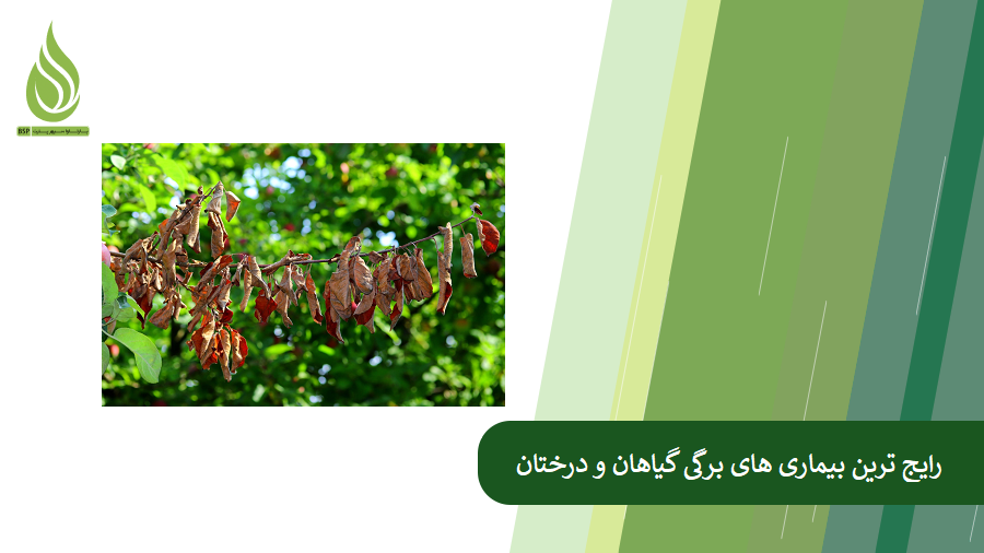 همه چیز درباره بیماری برگی گیاهان و درختان