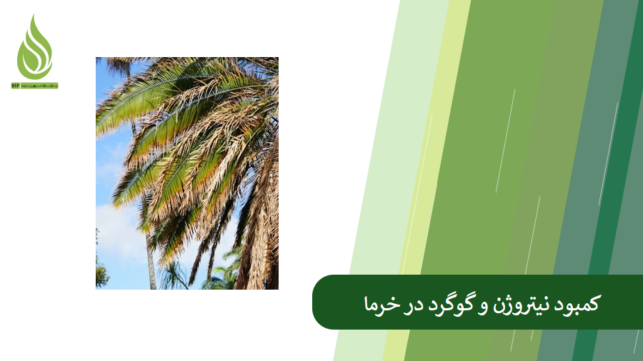 علائم کمبود نیتروژن در خرما