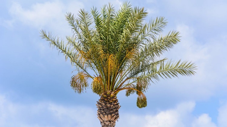 علامت کمبود نیتروژن در خرما