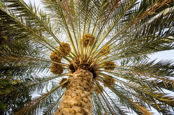 نشانه های کمبود نیتروژن در خرما- کاهش محصول