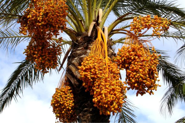 استفاده از سولفات آمونیوم برای رفع کمبود نیتروژن در خرما