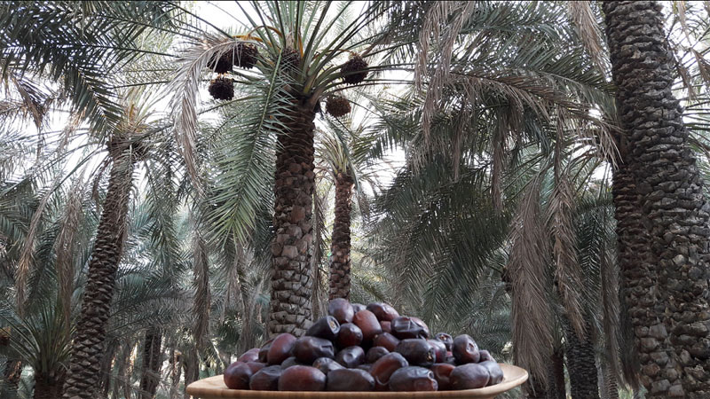 کمبود نیتروژن و گوگرد در خرما