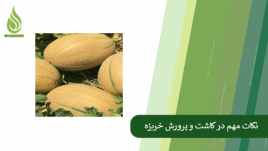 تصویر راهنمای کامل کاشت و کوددهی خربزه، برای برداشت محصول بهتر