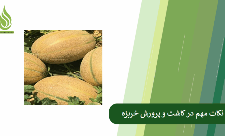 تصویر راهنمای کامل کاشت و کوددهی خربزه، برای برداشت محصول بهتر