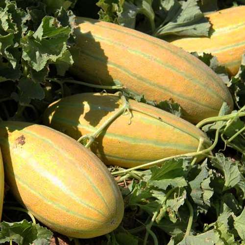 کاشت خربزه و پرورش این گیاه