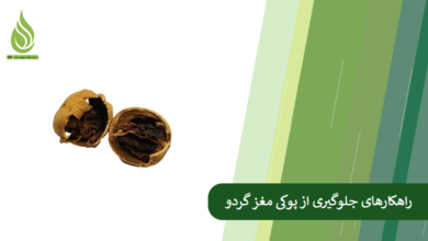 تصویر علت پوکی مغز گردو چیست؟ چطور از این مشکل جلوگیری کنیم؟