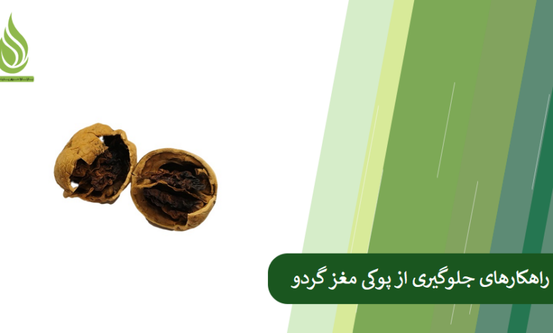 تصویر علت پوکی مغز گردو چیست؟ چطور از این مشکل جلوگیری کنیم؟