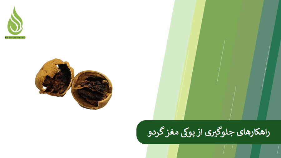 همه چیز درباره پوکی مغز گردو