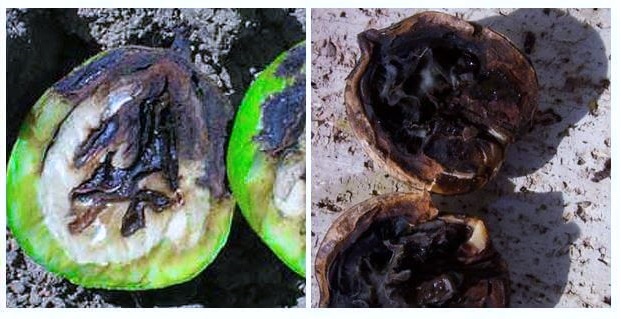 کمبود مواد غذایی و پوکی مغز گردو
