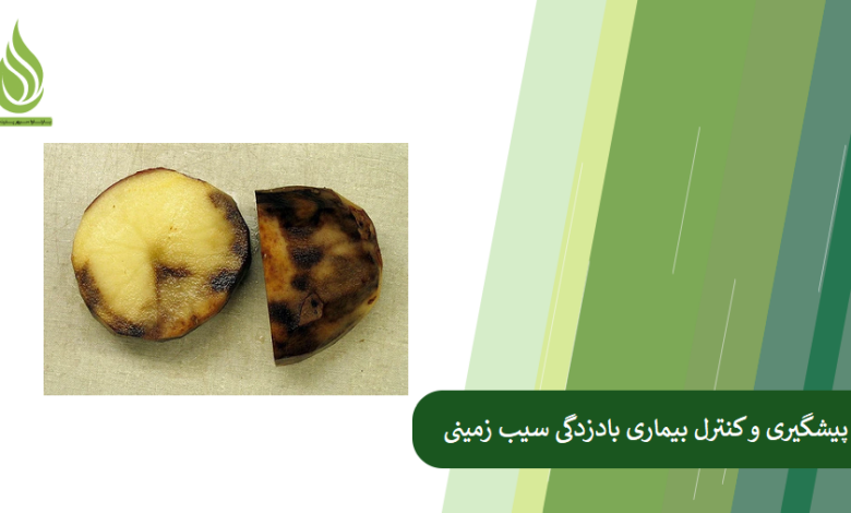 تصویر بیماری بادزدگی سیب زمینی چیست؟ چطور با این بیماری مبارزه کنیم؟