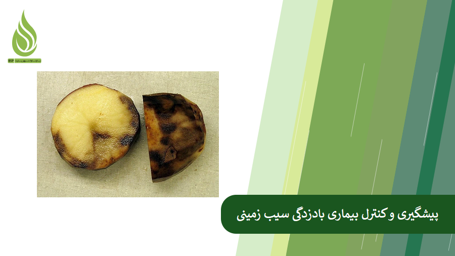 همه چیز درباره بیماری بادزدگی سیب زمینی