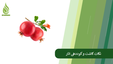 تصویر شرایط مناسب برای کاشت انار + نکات کوددهی و پرورش انار