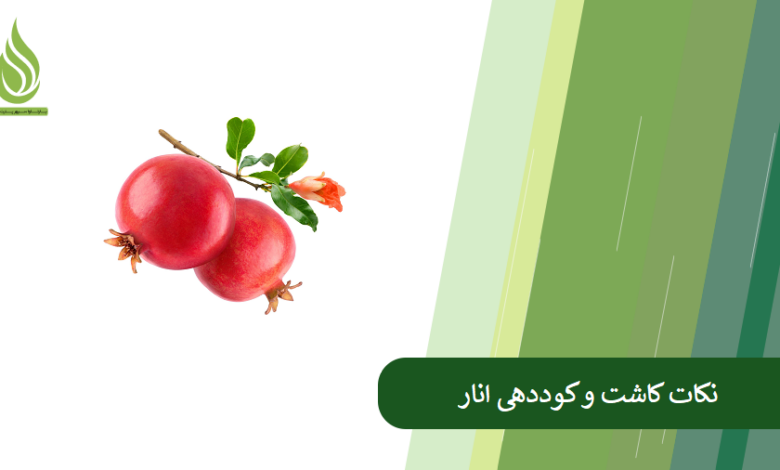 تصویر شرایط مناسب برای کاشت انار + نکات کوددهی و پرورش انار
