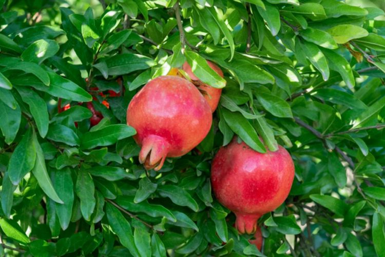 نکات کاشت انار