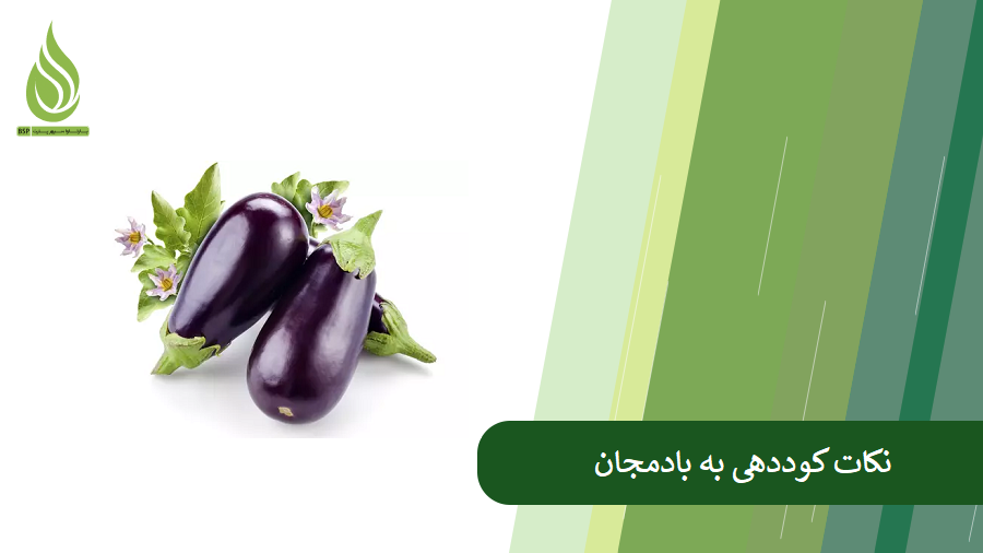همه چیز درباره کوددهی بادمجان